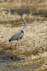 Heron in the wetlands.