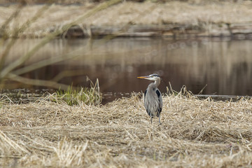Heron by water in grass.