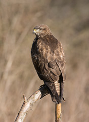 Common buzzard (Buteo buteo)