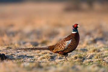 Ringneck Pheasant (Phasianus colchicus)