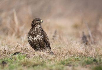 Common buzzard (Buteo buteo)