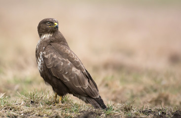 Common buzzard (Buteo buteo)