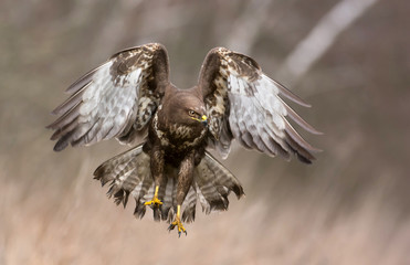 Common buzzard (Buteo buteo)
