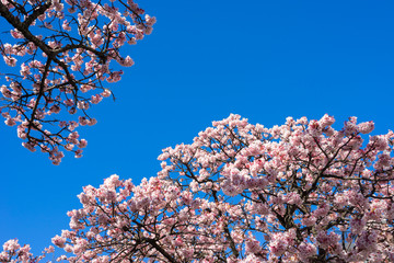 Atami Sakura / Early Cherry Blossoms