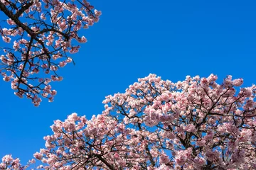 Crédence de cuisine en verre imprimé Fleur de cerisier Atami Sakura / Early Cherry Blossoms