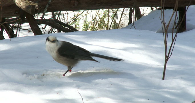 Gray jay eating sunflower seeds on the snow in winter in Algonquin Provincial Park, Ontario, Canada
