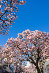 Atami Sakura / Early Cherry Blossoms
