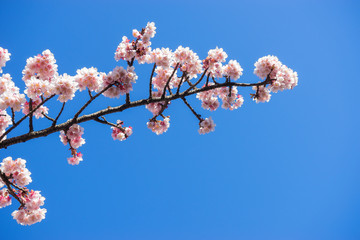 Atami Sakura / Early Cherry Blossoms