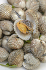 Boil Blood Cockle seafood