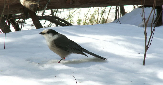 Gray jay eating sunflower seeds on the snow in winter in Algonquin Provincial Park, Ontario, Canada
