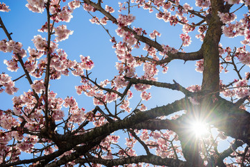Atami Sakura / Early Cherry Blossoms