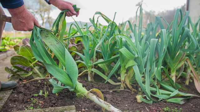 The not good part of a leeks is cut off