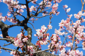 Atami Sakura / Early Cherry Blossoms