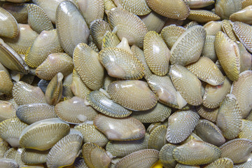 Closeup fresh raw Surf clam background,Surf clam, Short necked clam, Carpet clam, Venus shell, Baby...