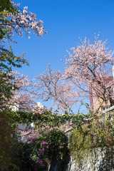 Atami Sakura / Early Cherry Blossoms