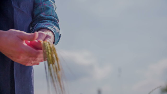 Farmer is walking on the wheat field - Powered by Adobe