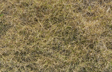 Green grass texture and backgrounds