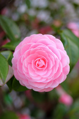 朝露に濡れるピンクの花