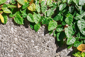Small leaf along a wall