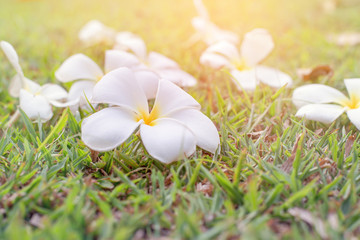 Blurry plumeria flower on grass