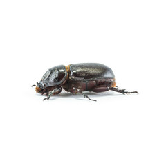 Closeup rhinoceros beetle isolated on white background