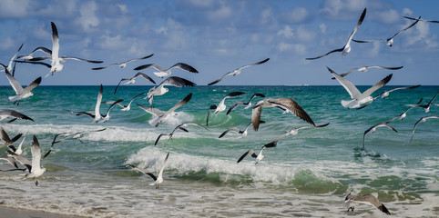 Group of seagulls flying on the beach