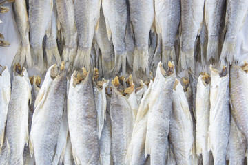 Fototapeta premium Flathead mullet, Grey mullet, Striped mullet