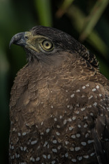 Hawk is similar to the Eagle The birds of prey as well. But the Hawks are smaller