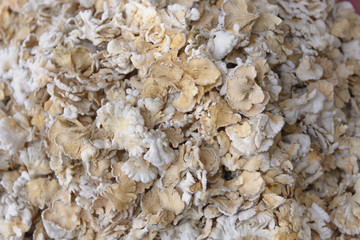 Schizophyllum commune mushroom