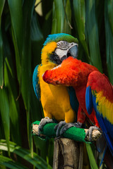 Macaw.Poultry is a family Psittacidae Macaw is a large bird family hookworm. Popular culture is very colorful because of the beautiful, tame and can imitate them.