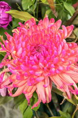 Chrysanthemum.Cut flowers are another popular cultivation and use. Have traded second highest in the world.