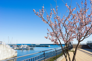 Atami Sakura / Early Cherry Blossoms © T-Kai
