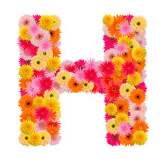 Letter H alphabet with gerbera  isolated on white background