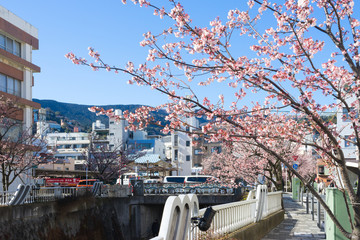 Town of Atami where a early cherry tree blooms