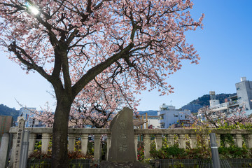 Atami Sakura / Early Cherry Blossoms