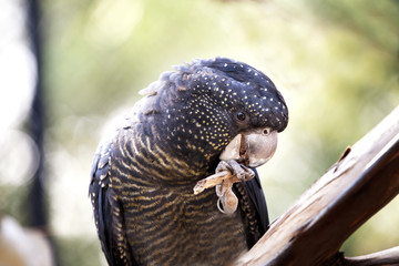 Black Cockatoo chewing on stick