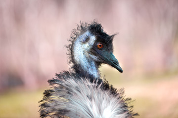 Closeup of emu