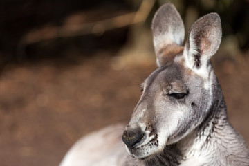 Kangaroo relaxed