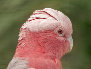 Galah head portrait