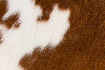 Brown and white cowhide