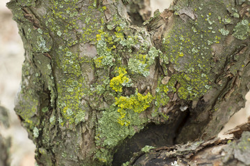 Old mossy rotten wood background.