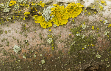 Old mossy rotten wood background.