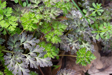 Grass carrying the water droplets