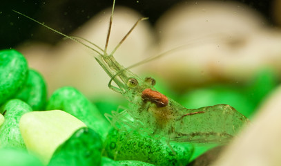 ghost shrimp in the water closeup