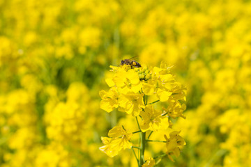 Rape flowers and a bee