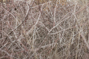 dry tree branches