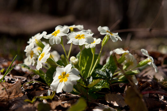 spring flowers in the forest