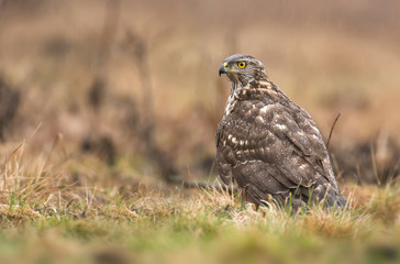 Young northern goshawk (Accipiter gentilis)