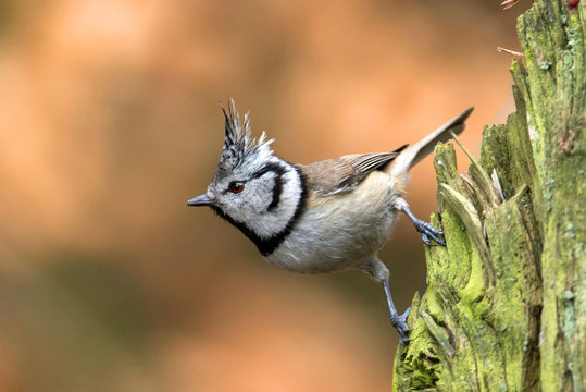 Crested Tit (Lophophanes cristatus)