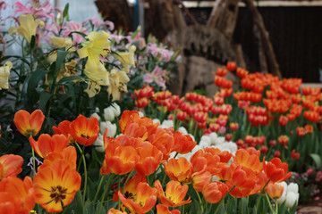 Beautiful red tulips.